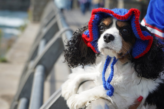 Ruffle crochet hat (pet)