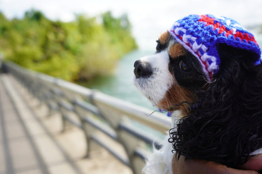 Blue striped Beanie (pet)